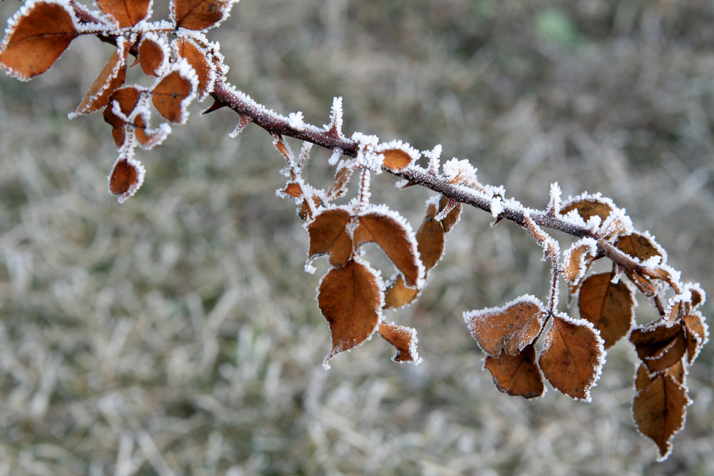 Campos do Jordão frio chega a -0,6 °C e atrai turistas no inverno